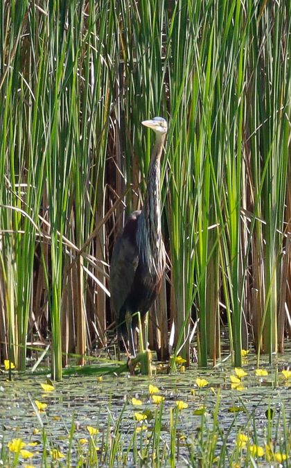Purple Heron  - Katarzyna Kmieć-Kwasek