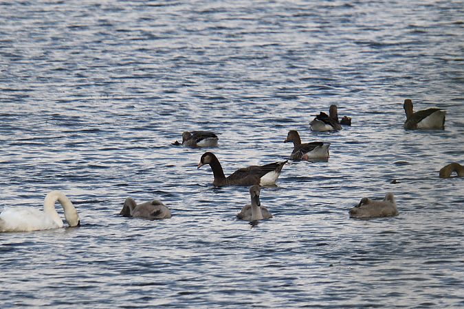 Hybrid Greylag x Canada Goose 