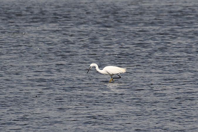 Little Egret 