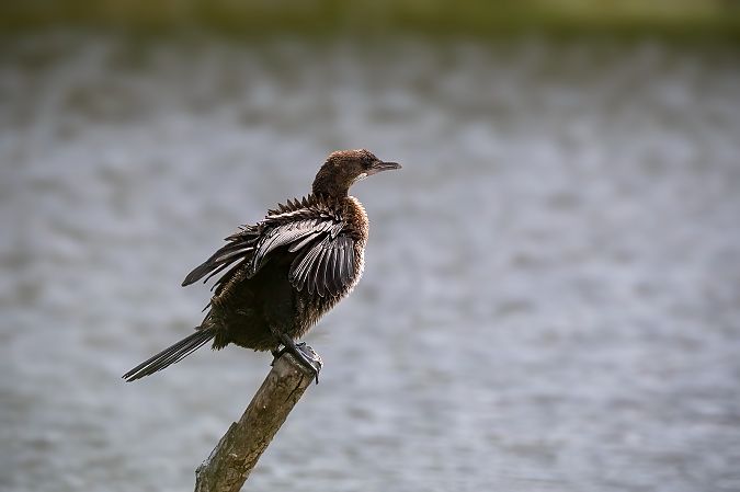 kormoran mały  - Ewa Janas