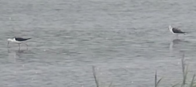 Black-winged Stilt  - Rafał Kuczmaszewski