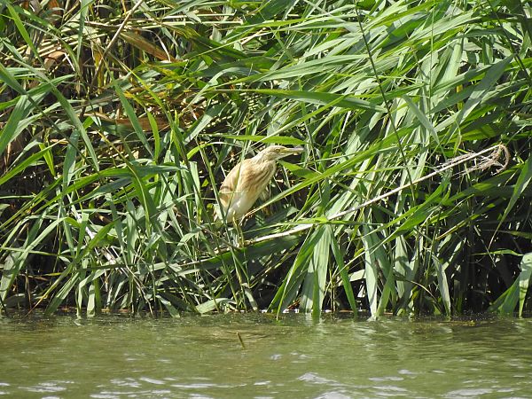 Squacco Heron  - Dawid Grabda