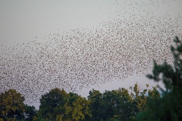 Common Starling 