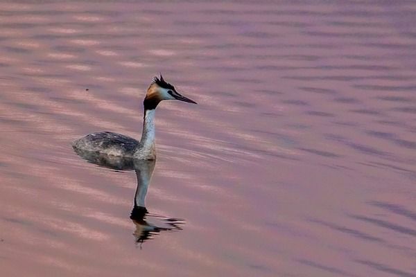 Great Crested Grebe 