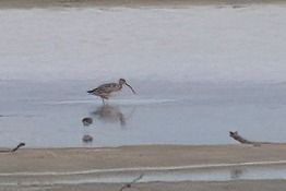 Eurasian Curlew 