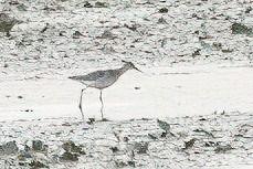 Marsh Sandpiper 