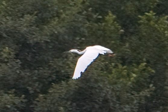 Seidenreiher 