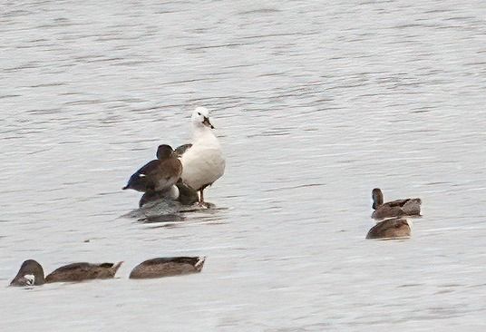 Anser-Goose, unidentified 