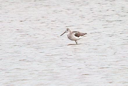 Common Greenshank 