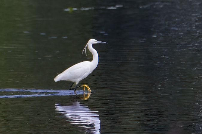Seidenreiher 