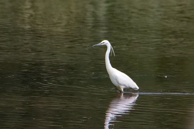 Aigrette garzette 