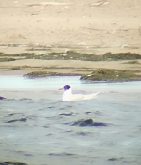 Mediterranean Gull  - Krzysztof Nowak