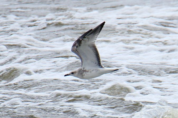 Mediterranean Gull  - Krzysztof Nowak