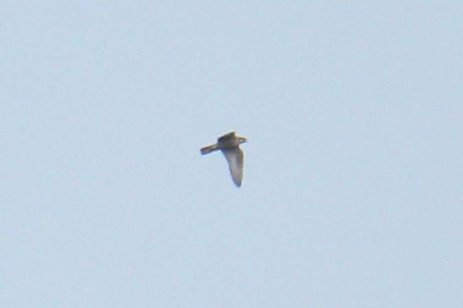 Peregrine Falcon  - Krzysztof Nowak