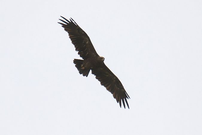 Aigle pomarin  - Mariusz Zub