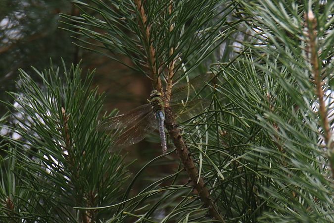 husarz władca  - Mariusz Zub