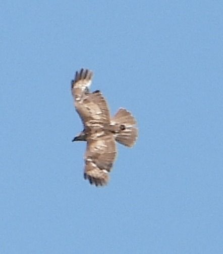Buse variable  - Jarosław Słowikowski