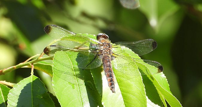 ważka ruda  - Jarosław Słowikowski