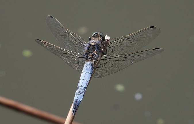 Black-tailed Skimmer  - Jarosław Słowikowski