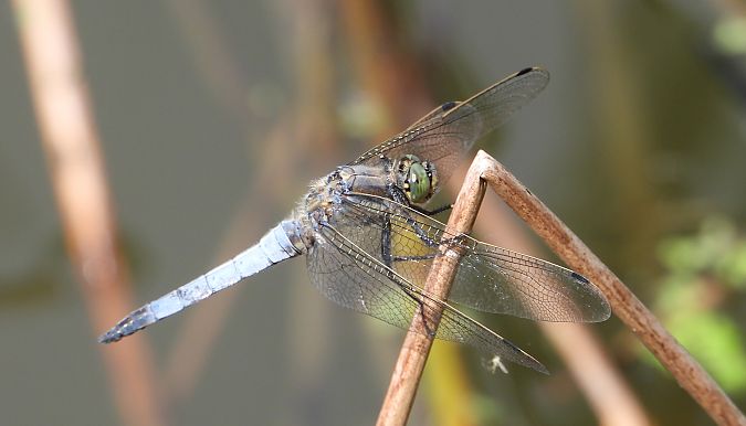 Orthétrum réticulé 