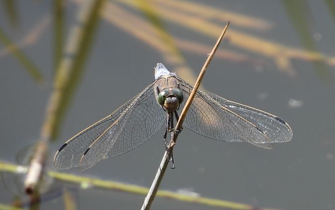 lecicha pospolita  - Jarosław Słowikowski