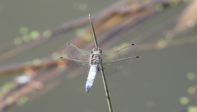 Orthétrum réticulé  - Jarosław Słowikowski