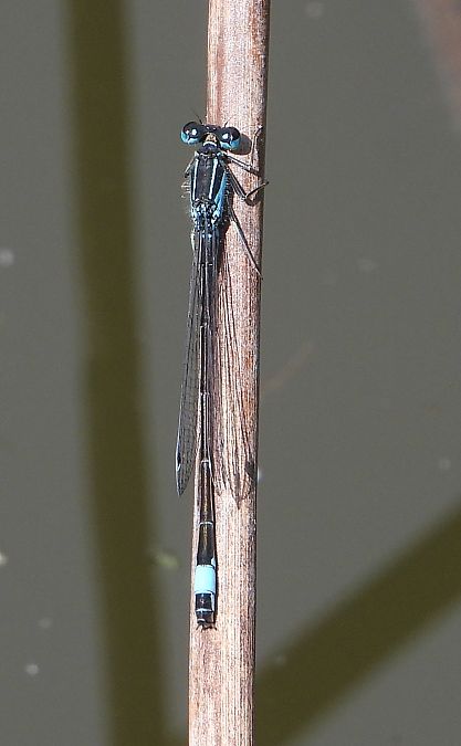 tężnica wytworna  - Jarosław Słowikowski