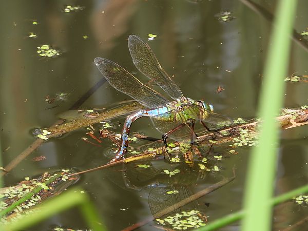 husarz władca  - Jarosław Słowikowski