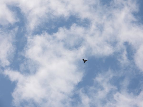 Buse variable  - Jarosław Słowikowski