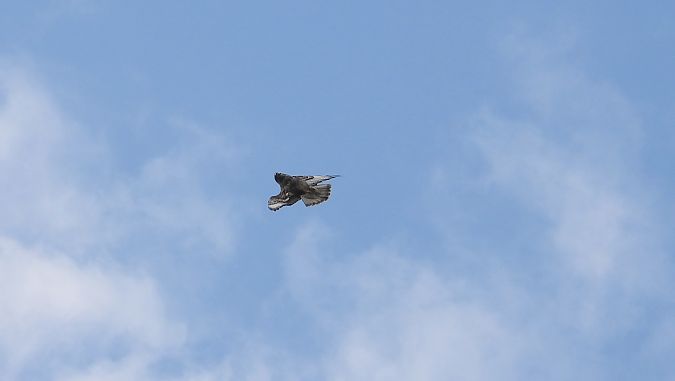Buse variable  - Jarosław Słowikowski