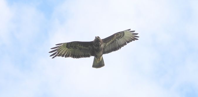 Mäusebussard  - Jarosław Słowikowski