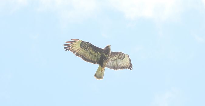 Buse variable  - Jarosław Słowikowski