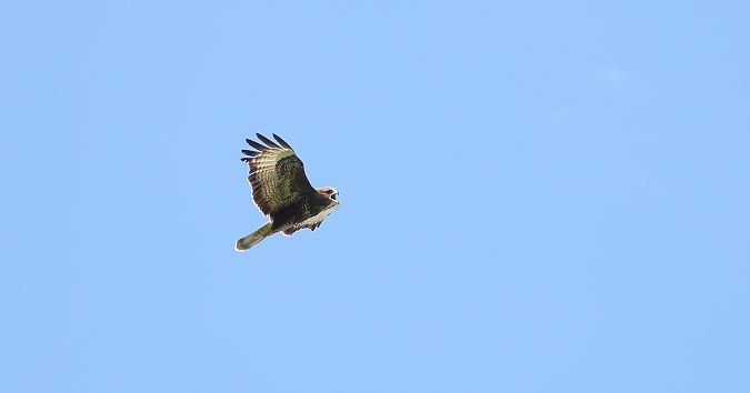 Buse variable  - Jarosław Słowikowski