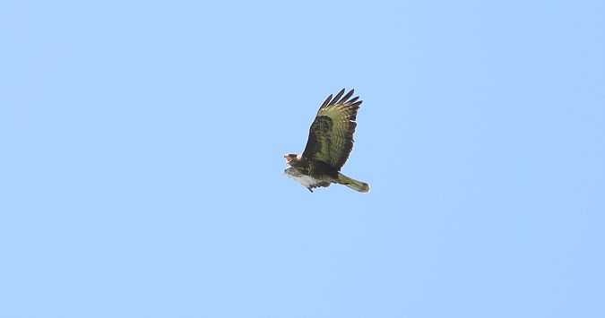 Buse variable  - Jarosław Słowikowski