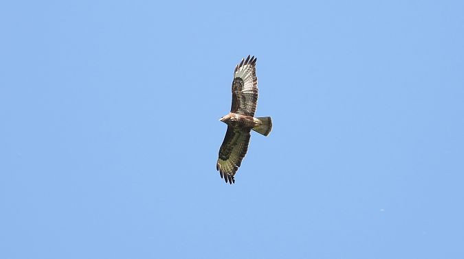 Buse variable  - Jarosław Słowikowski