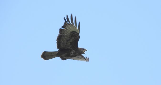 Buse variable  - Jarosław Słowikowski