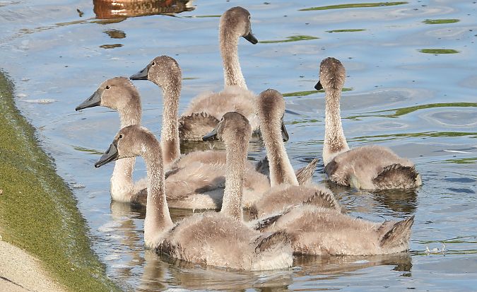 Cygne tuberculé  - Jarosław Słowikowski