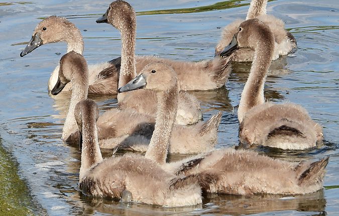 Cygne tuberculé  - Jarosław Słowikowski