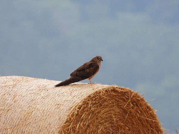 Montagu's Harrier  - Jarosław Słowikowski