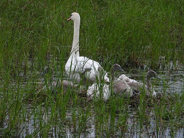 Höckerschwan  - Jarosław Słowikowski