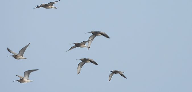 Eurasian Whimbrel  - Jarosław Słowikowski