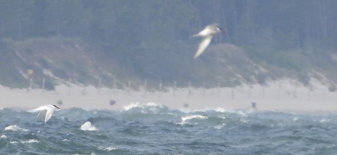 Common Tern  - Jarosław Słowikowski