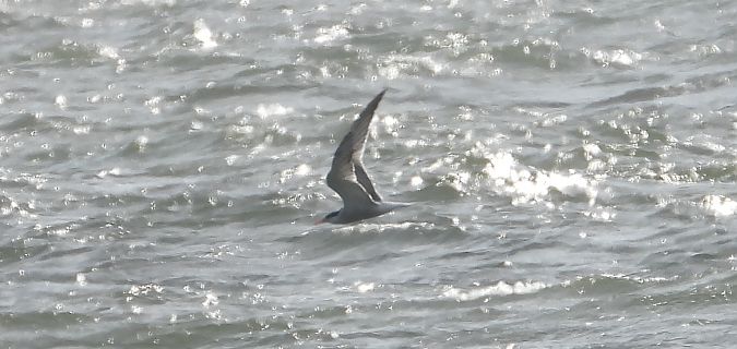 Common Tern  - Jarosław Słowikowski