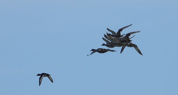 Canard chipeau  - Jarosław Słowikowski
