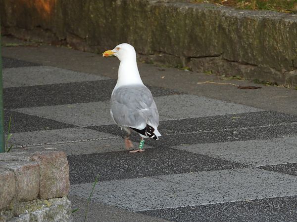 European Herring Gull  - Jarosław Słowikowski