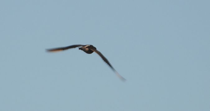 Eurasian Whimbrel  - Jarosław Słowikowski