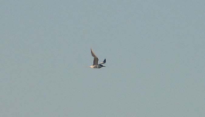 Sandwich Tern  - Jarosław Słowikowski