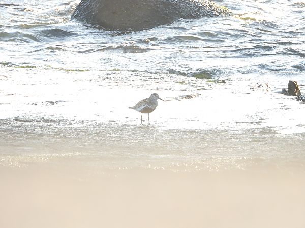Dunlin  - Jarosław Słowikowski