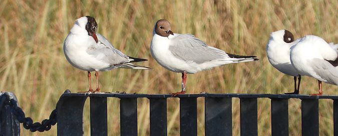 Black-headed Gull  - Jarosław Słowikowski