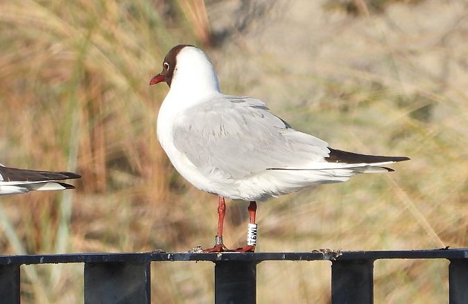Mouette rieuse  - Jarosław Słowikowski